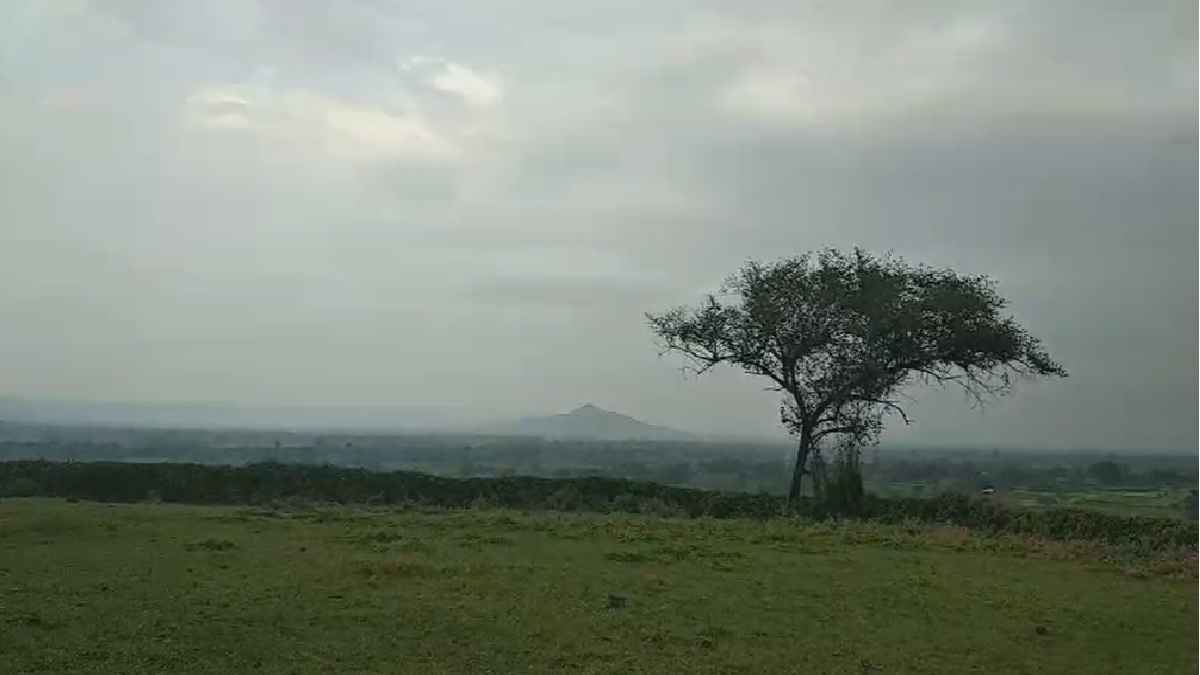 clouds and a tree
