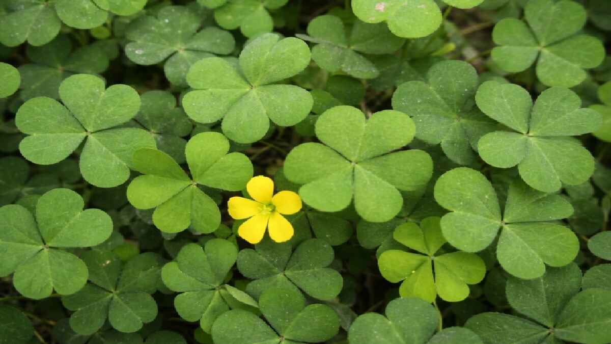 flower, leaf, green leaves