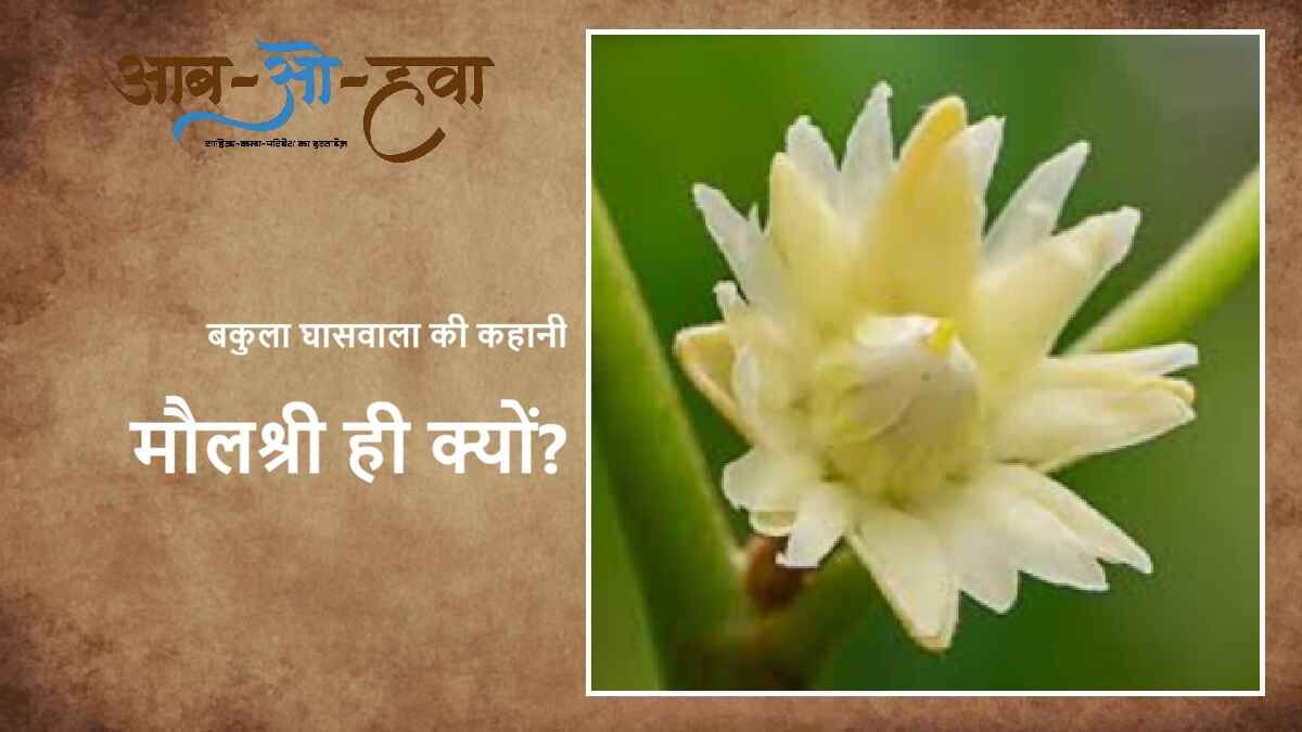 गुजराती कहानी, हिंदी, मौलश्री ही क्यों, gujrati kahani, hindi anuvad